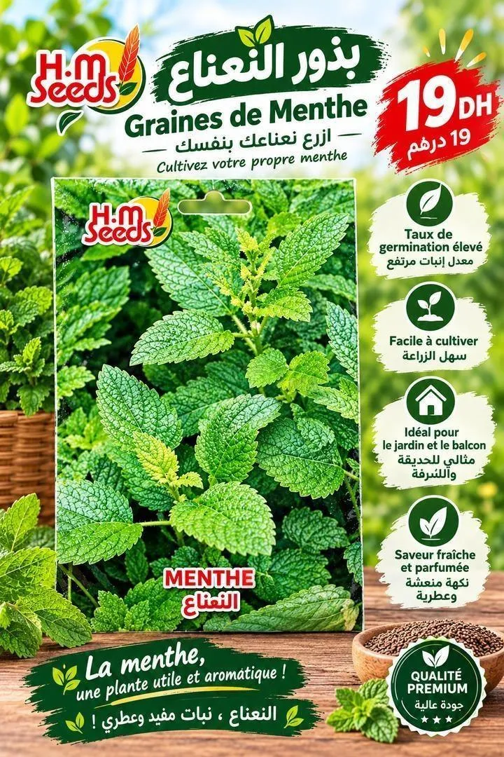 Graines de menthe 🌱 | Plantation facile à la maison – 19 MAD