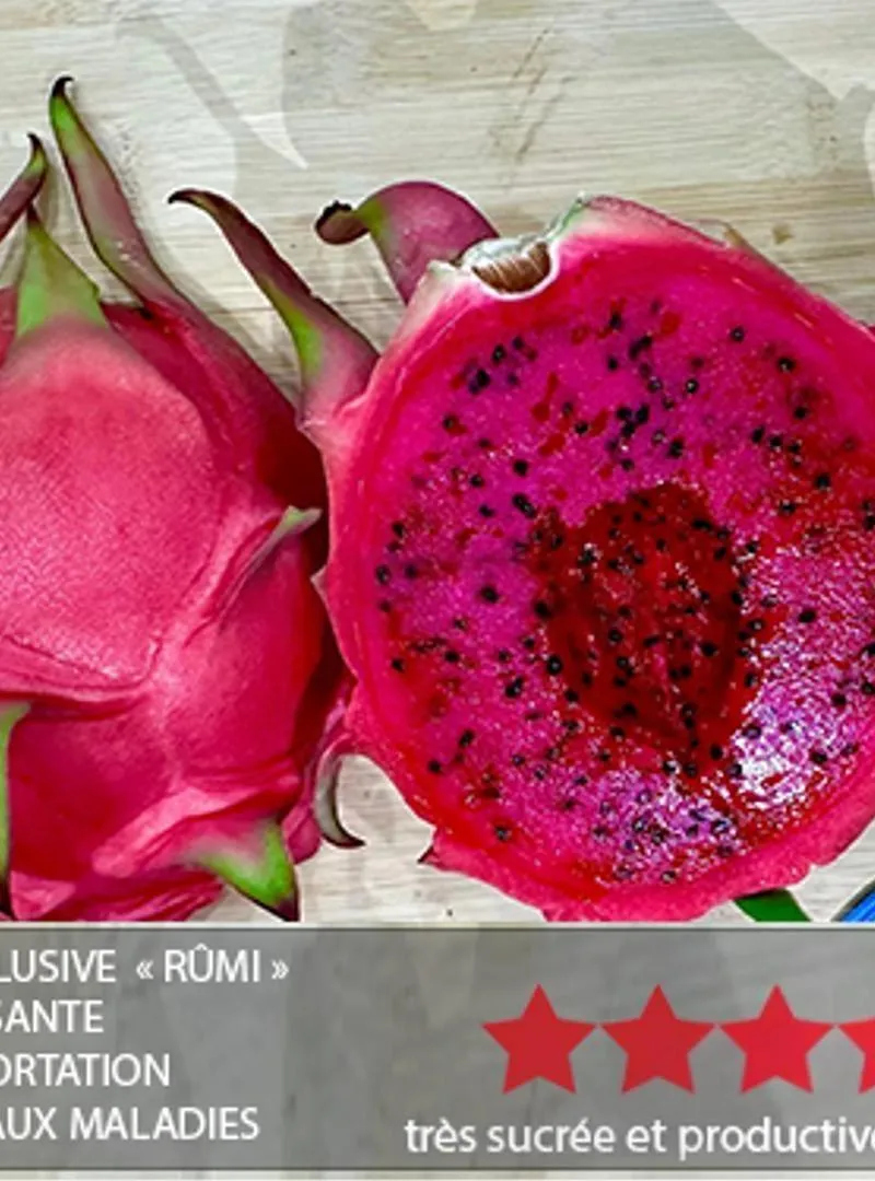 PITAYA AUTO POLLINISANTE Types de Pitaya