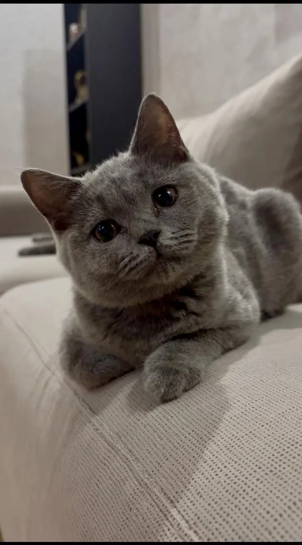 Chatons Scottish Shorthair pure race