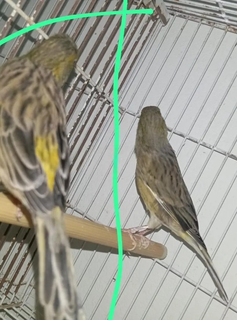 6 canaris mâles disponibles