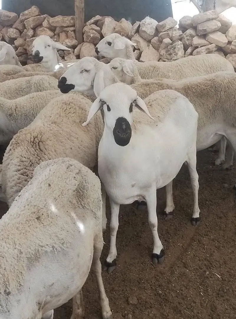 Belle brebis Sardi à vendre, bon prix