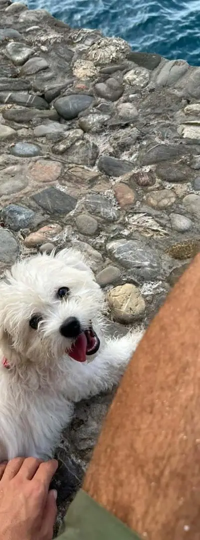 Chien Bichon Maltais