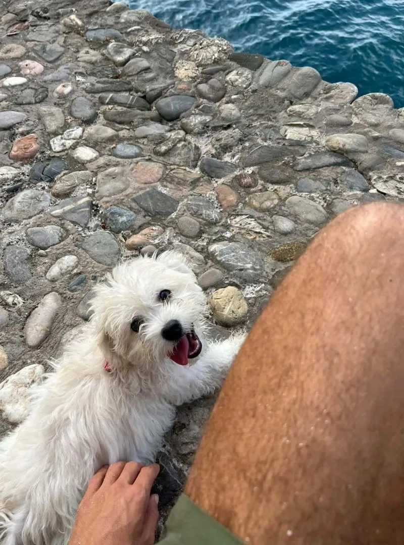 Chien Bichon Maltais