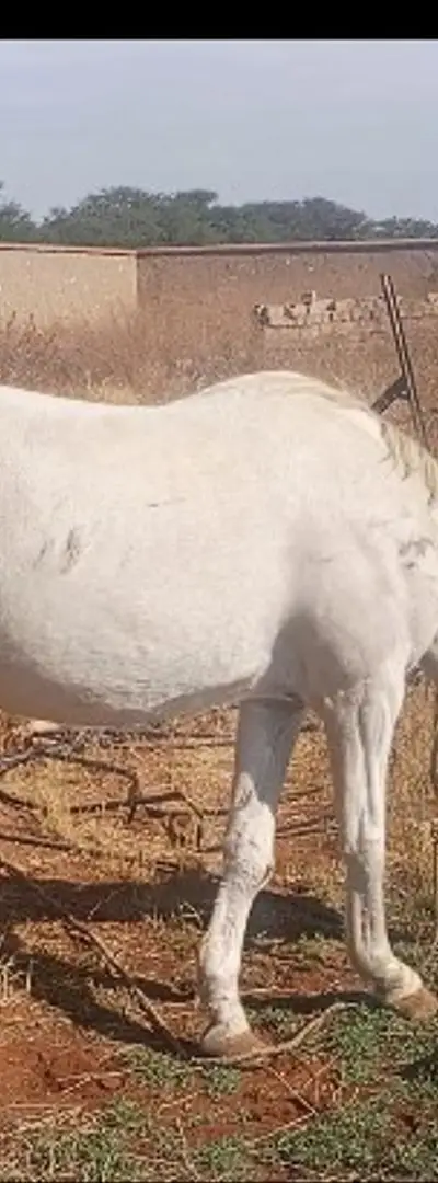 Femelle cheval à vendre