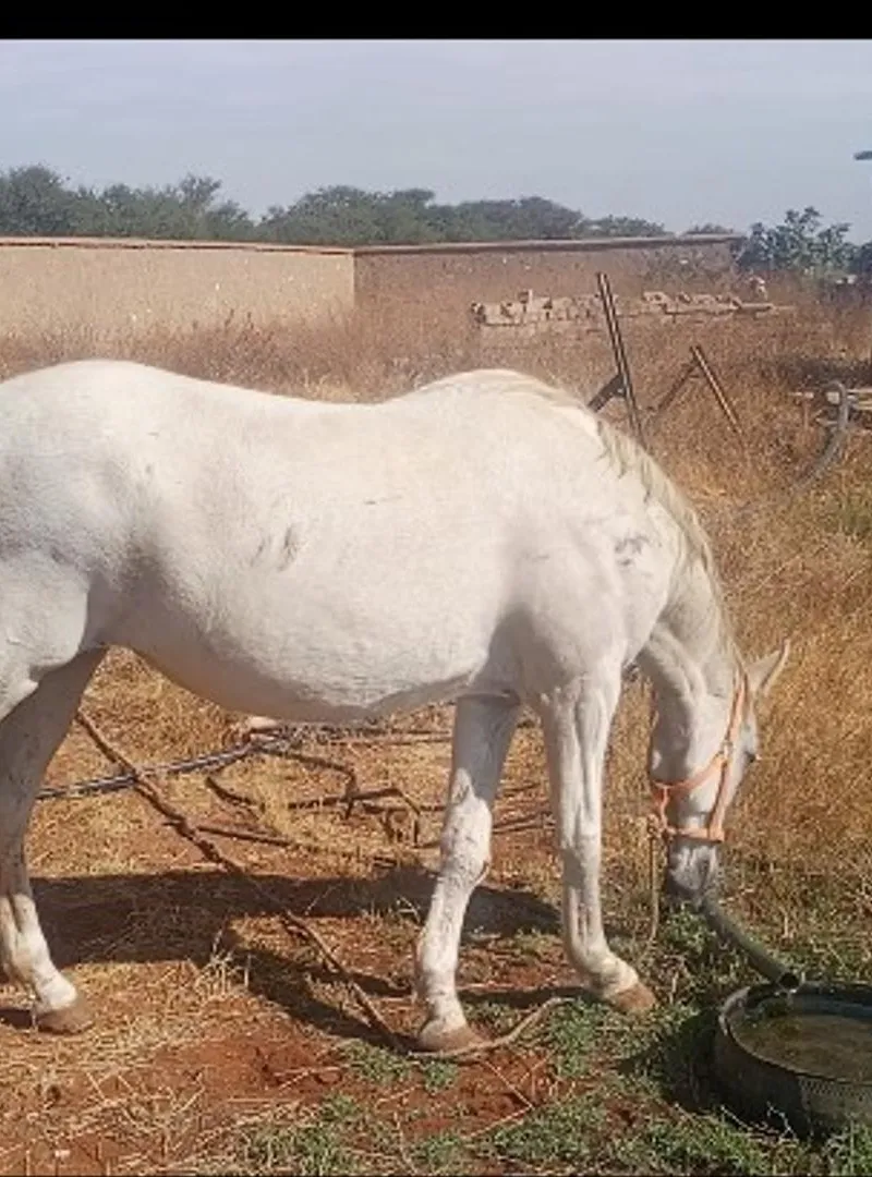 Femelle cheval à vendre