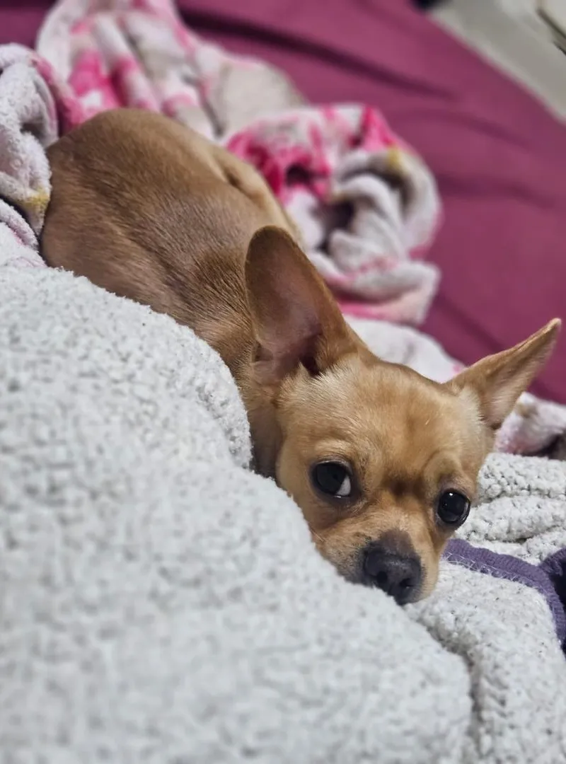Chien Chihuahua