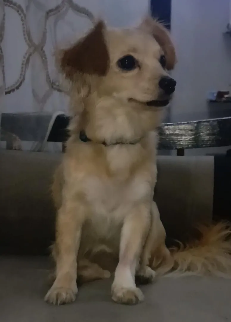 Femelle chihuahua