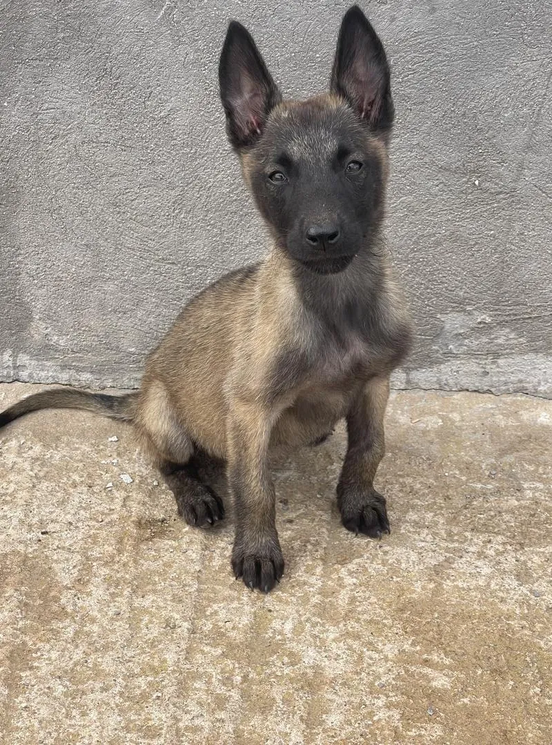 Chiens de race pour la garde et la sécurité