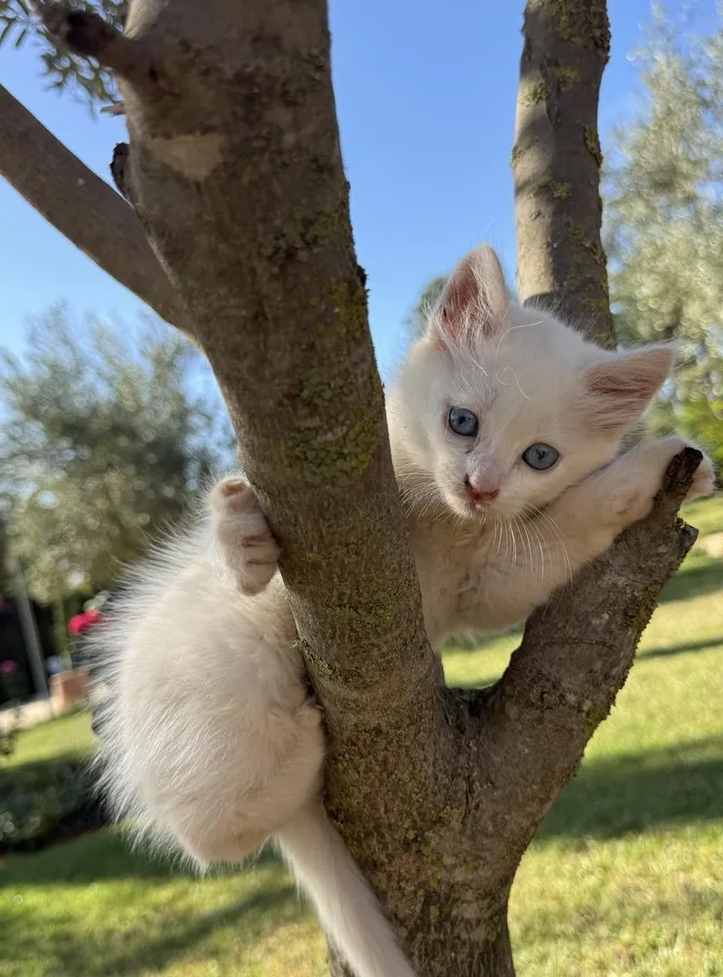 trois chatons blancs à vendre 1 mois