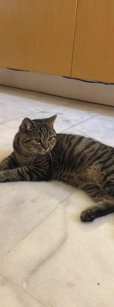Chat Scottish straight