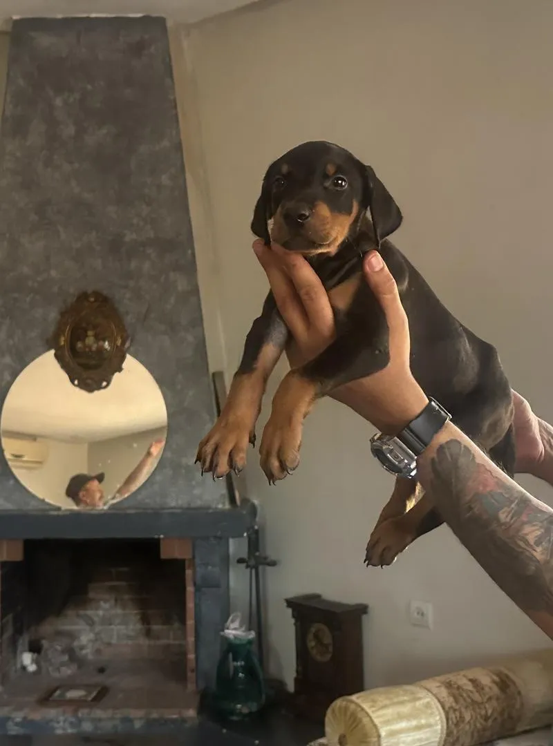 Femelle Dogue Argentin 3 mois