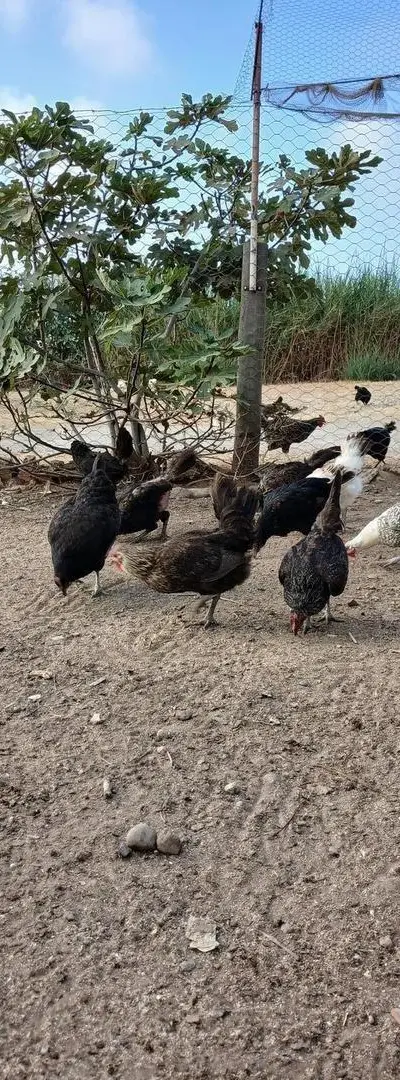 Poulets Fayoumi, Australorp et mélanges de races
