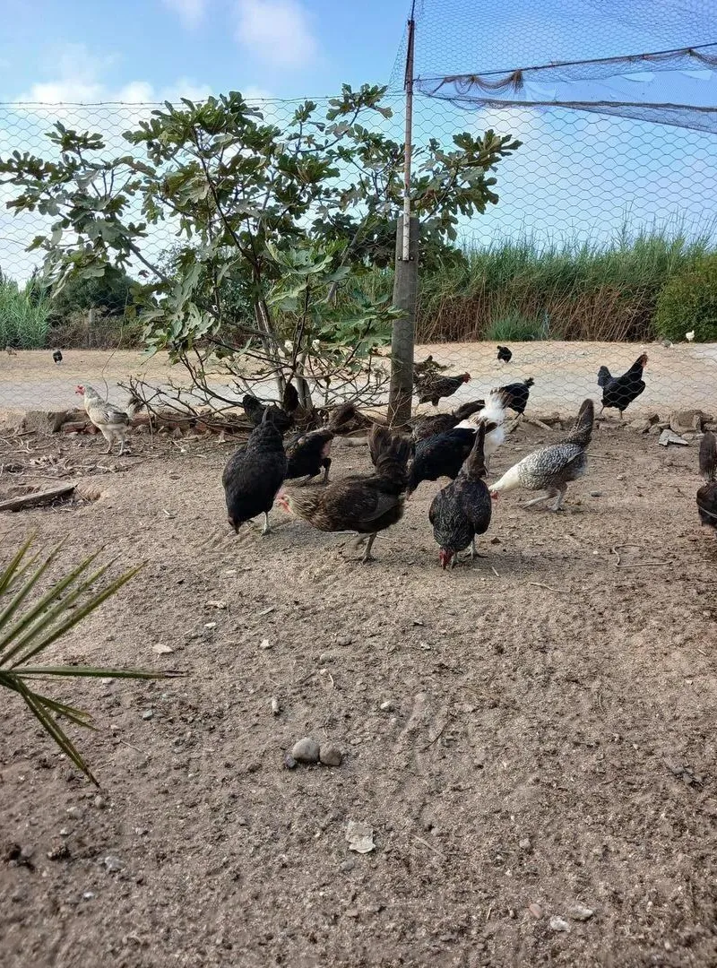 Poulets Fayoumi, Australorp et mélanges de races