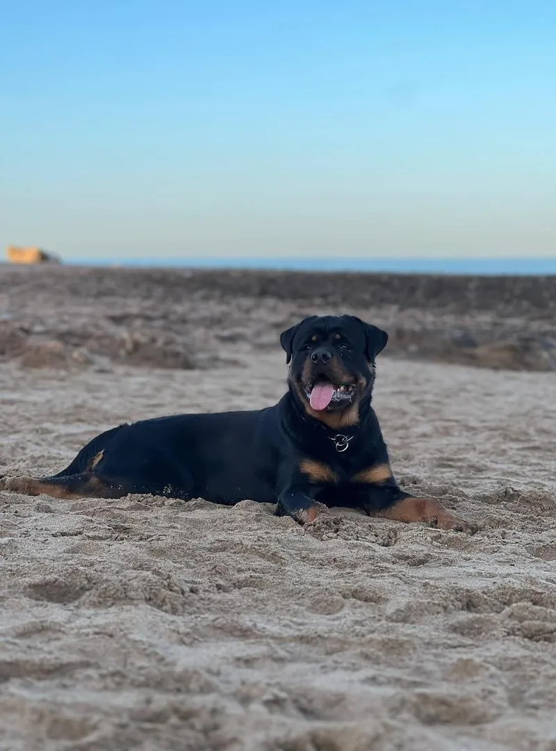 Rottweiler mâle pedigree