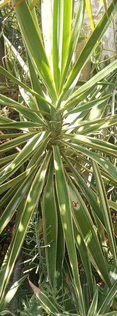 Plantes Naturelles