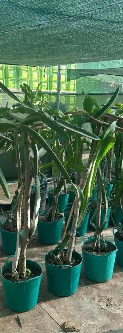 Promotion 50 dh le pot de 2 plantes de pitaya