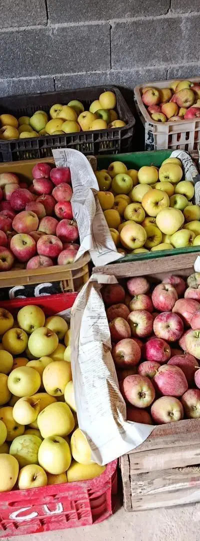 Pomme de qualité à vendre