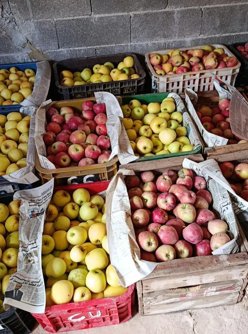 Pomme de qualité à vendre