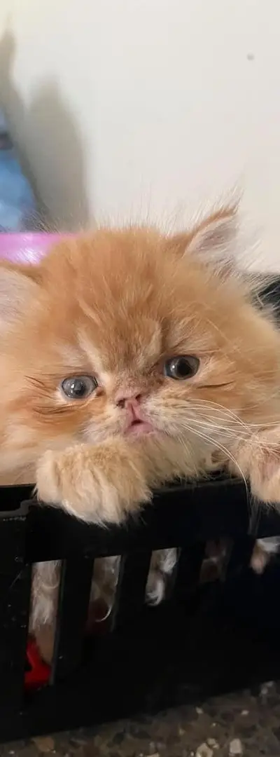 Chatons persans