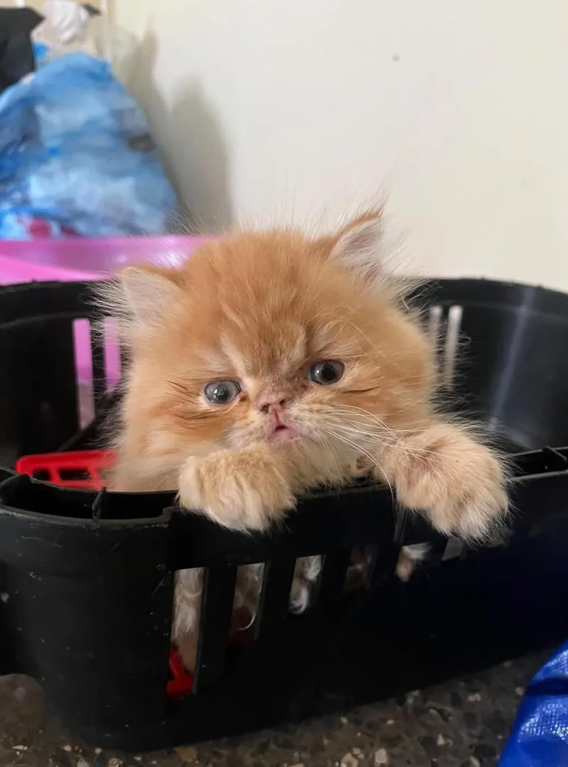 Chatons persans