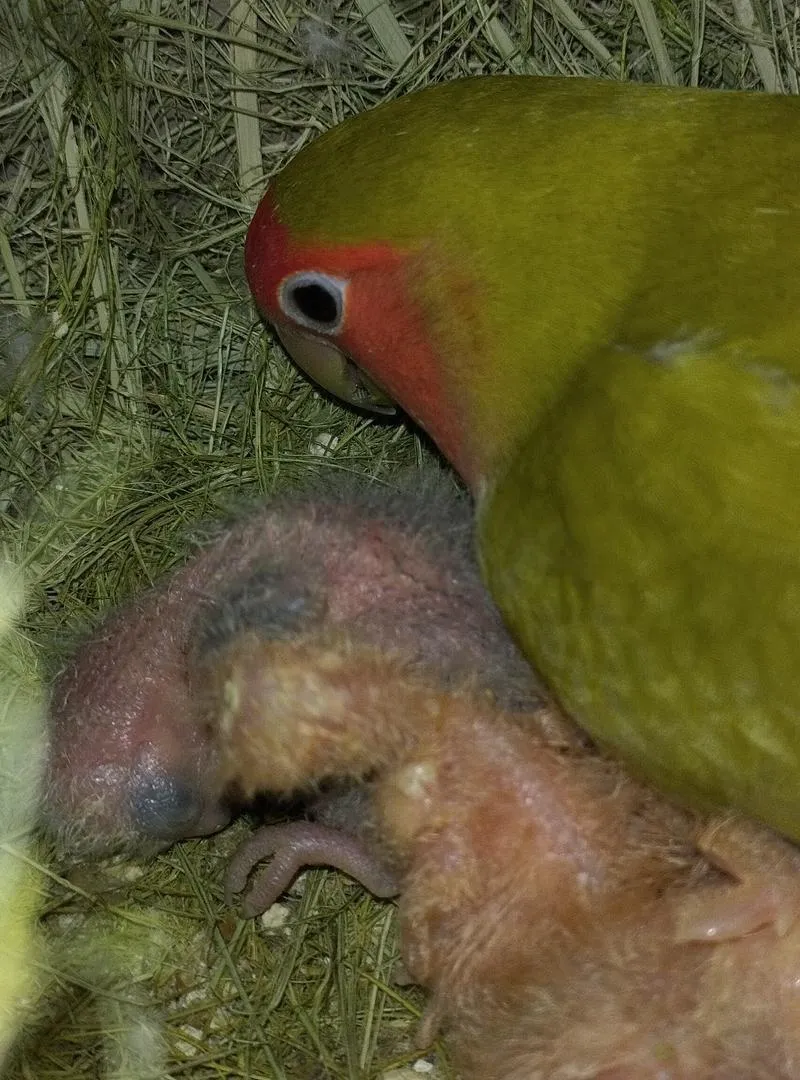 Mâle et femelle roseicollis avec des bébés