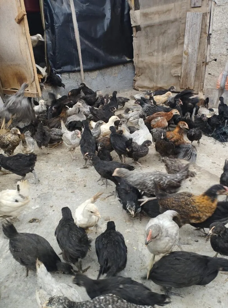 Poulets hybrides de première génération, 2 mois