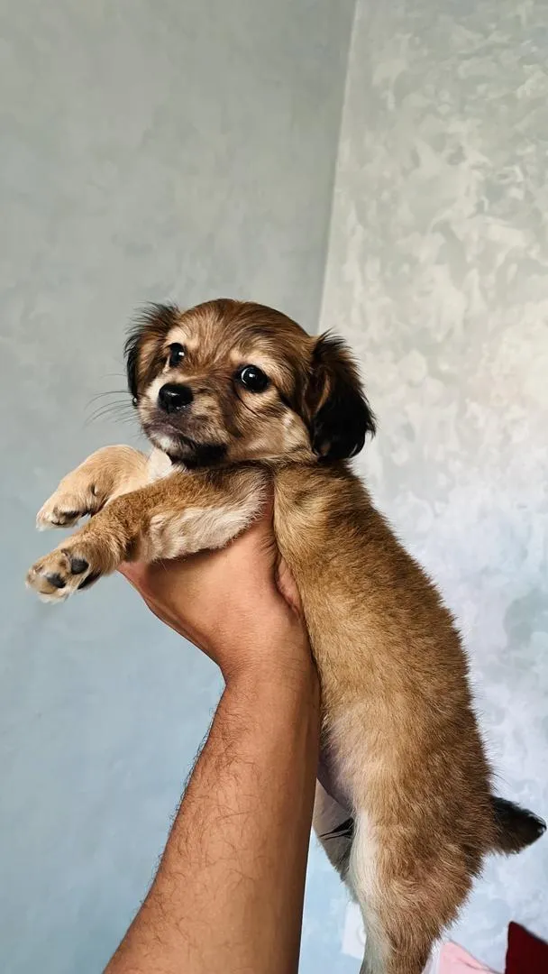 Chiots Caniche à vendre