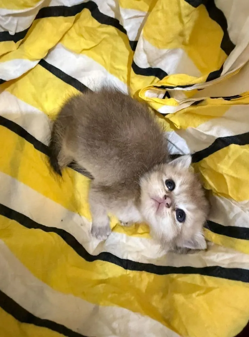 British shorthair disponible