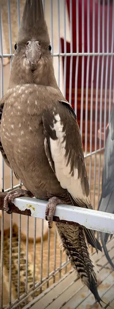 Oiseau Calopsitte