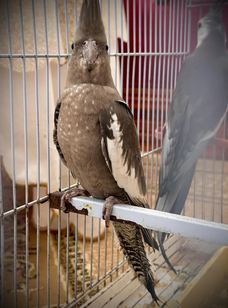 Oiseau Calopsitte