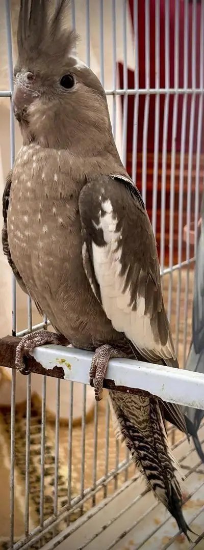 Cockatiel Calopsitta🦜