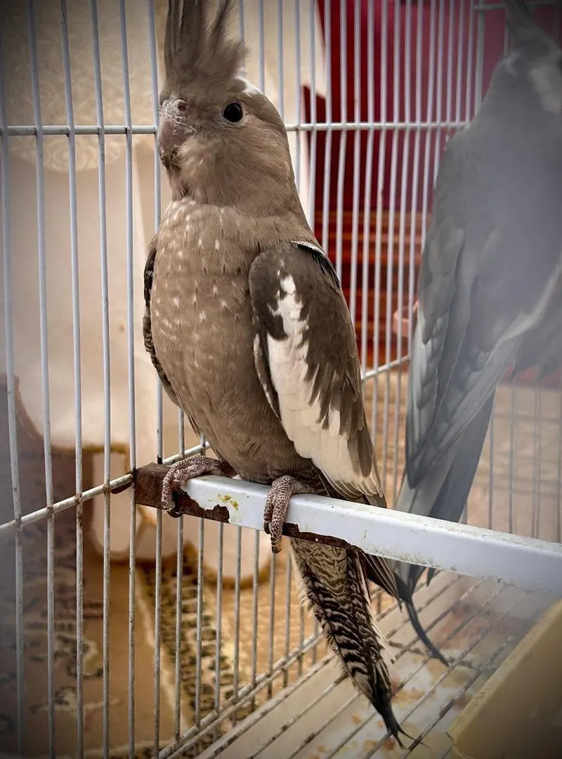 Cockatiel Calopsitta🦜