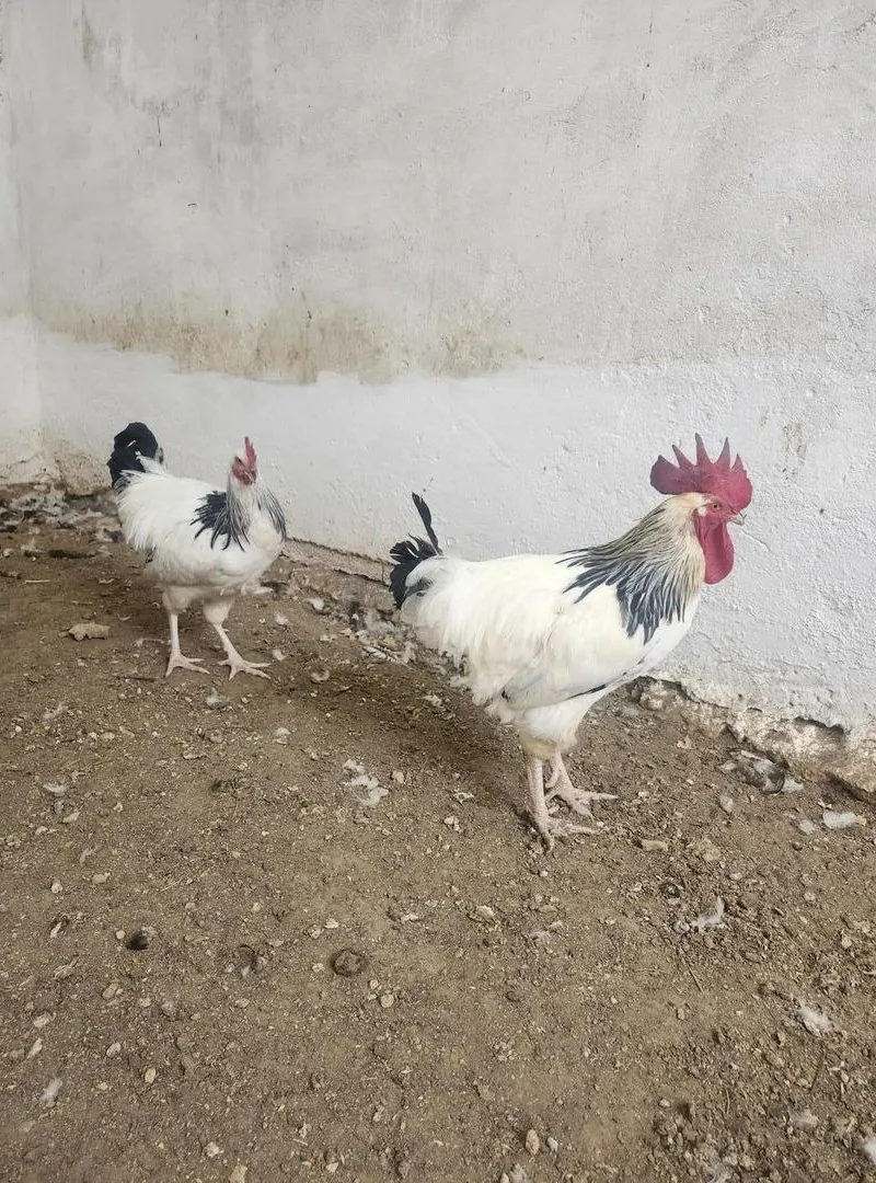 Poulets Sussex