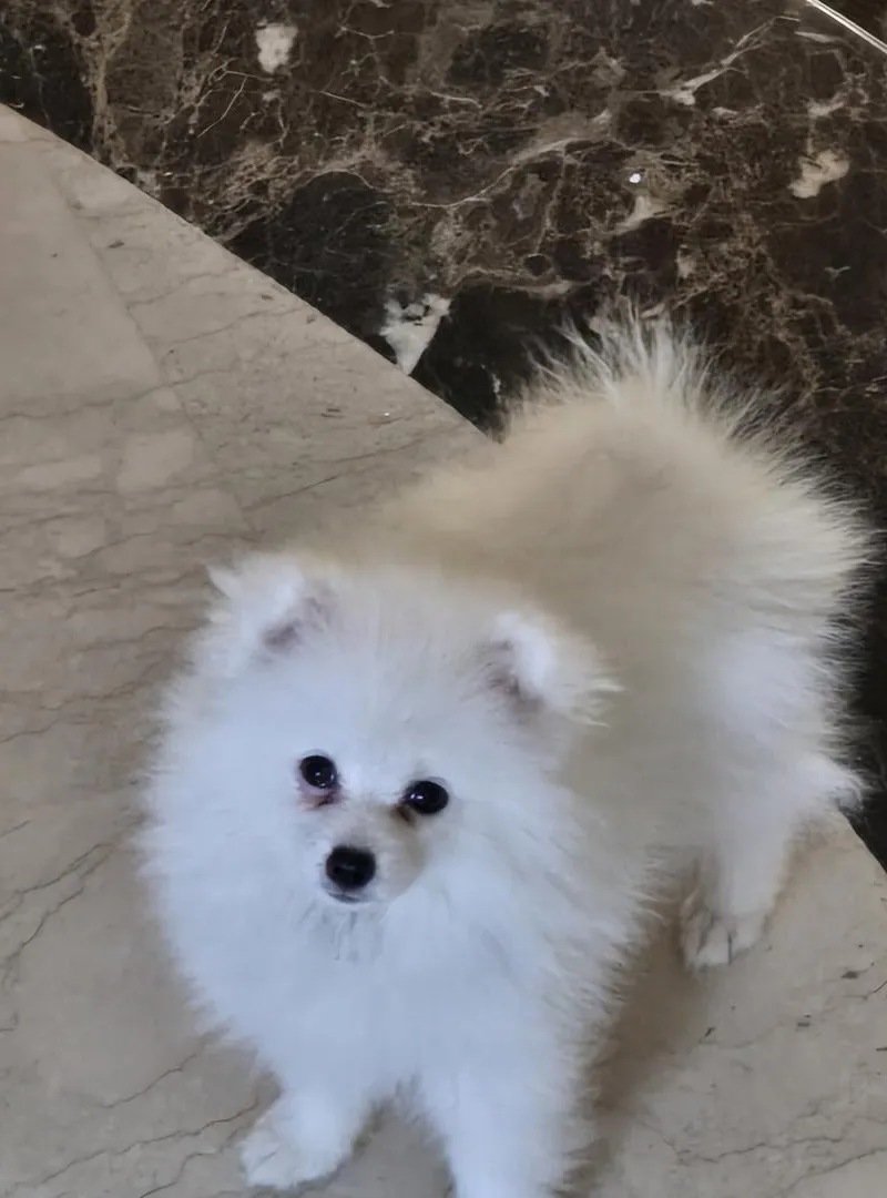 Spitz âgé de 3 mois