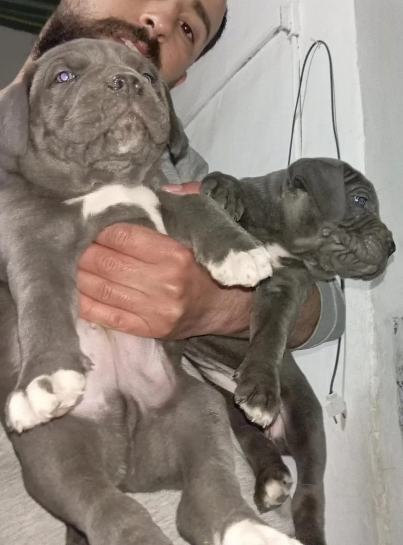 Cani Corso
