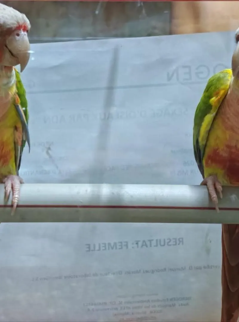 Conure de Molina