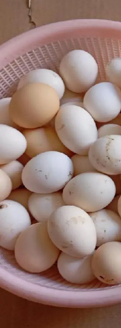 🐔🥚 Oeufs fertiles de poules Australorp noires et bleues à vendre 🥚🐔