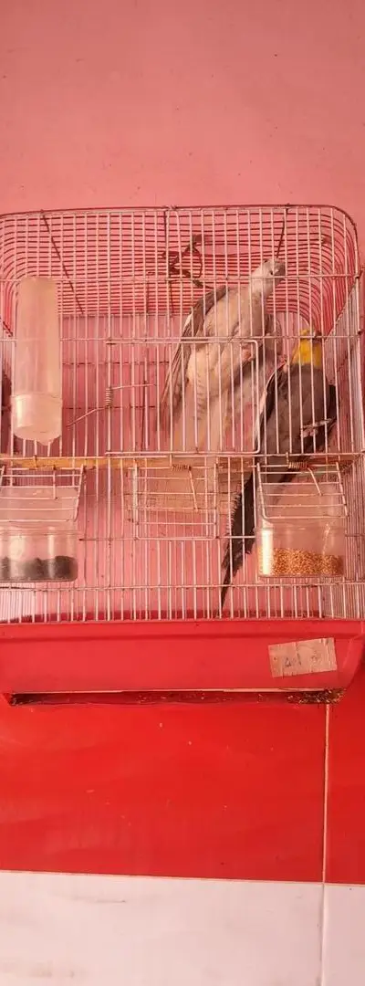 Couple Clubset