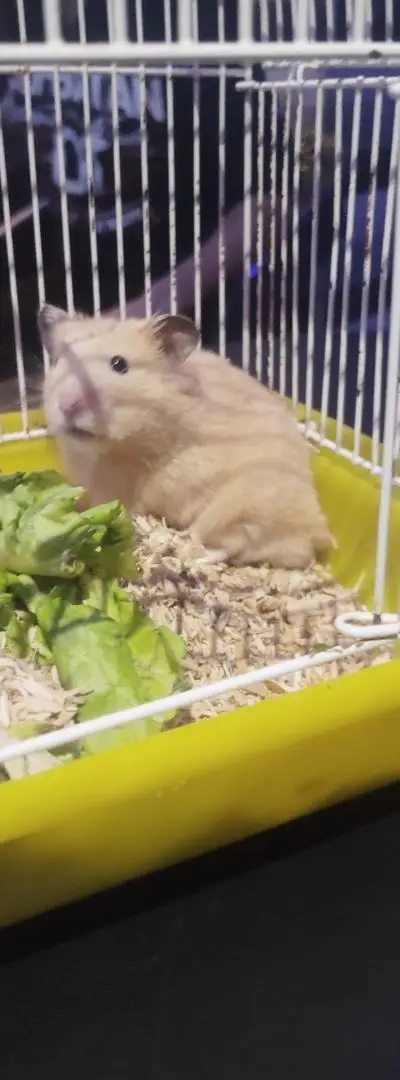Hamster domestiqué habitué aux gens