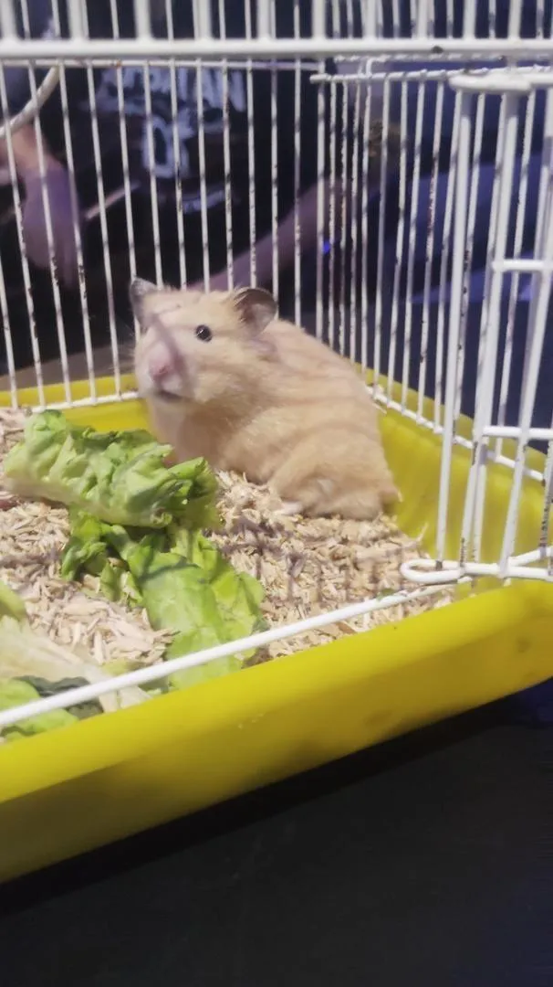 Hamster domestiqué habitué aux gens