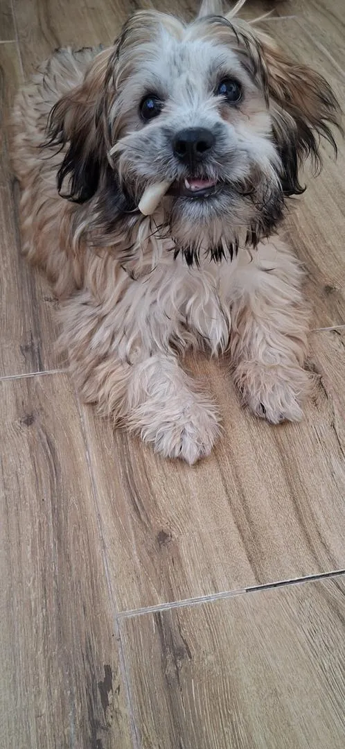 Bichon Havanais
