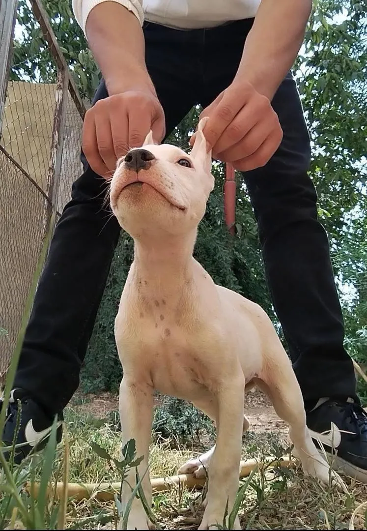 Dogue Argentin à vendre
