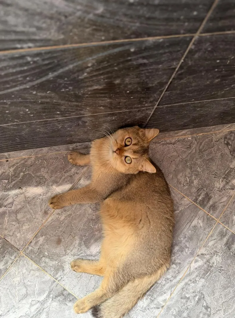 Mâle British Shorthair disponible