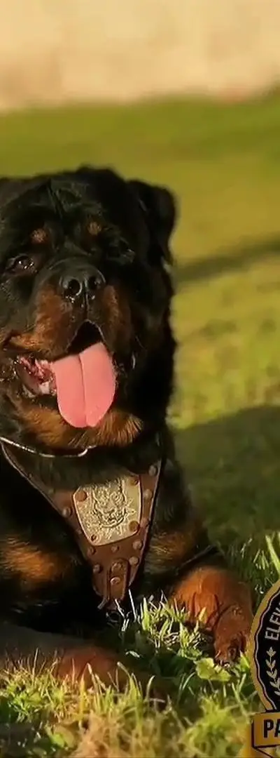 Rottweiler mâle de race