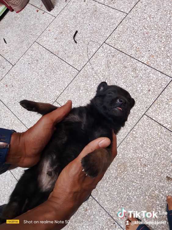 chiots malinois charbonnier