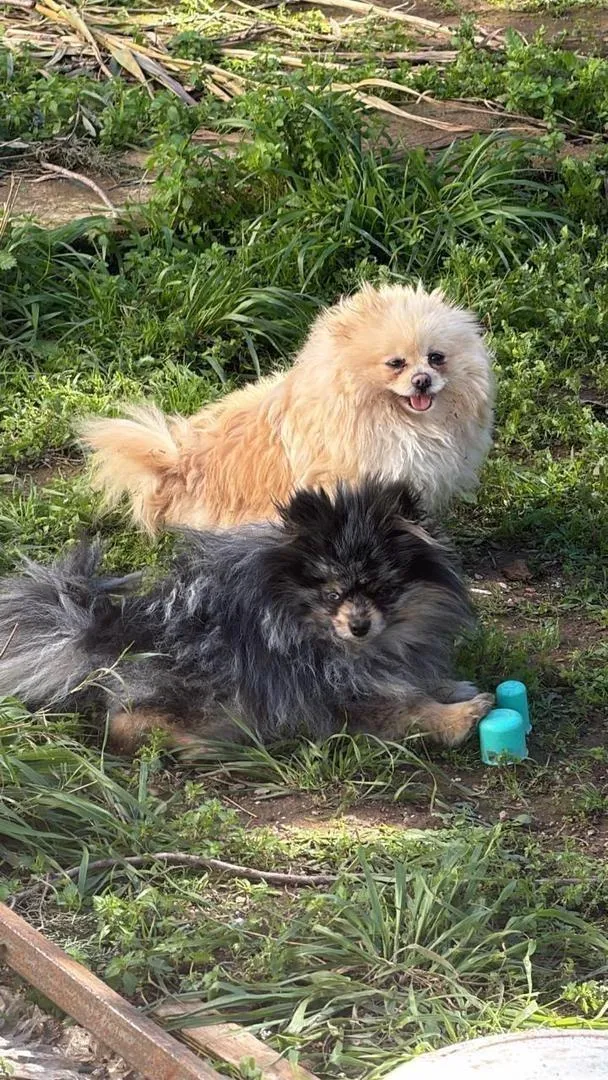 Spitz nain exotique