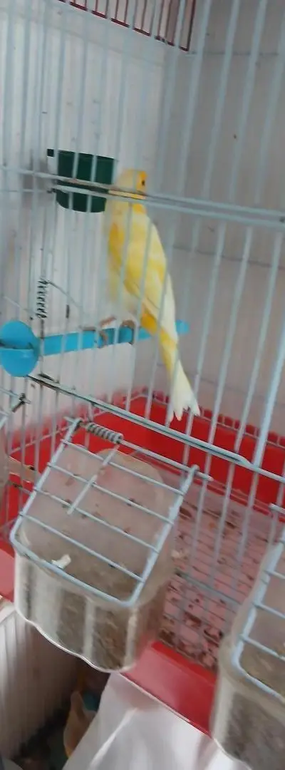 Canari mâle chanteur avec cage neuve