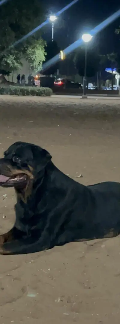 Femelle rottweiler pedigree