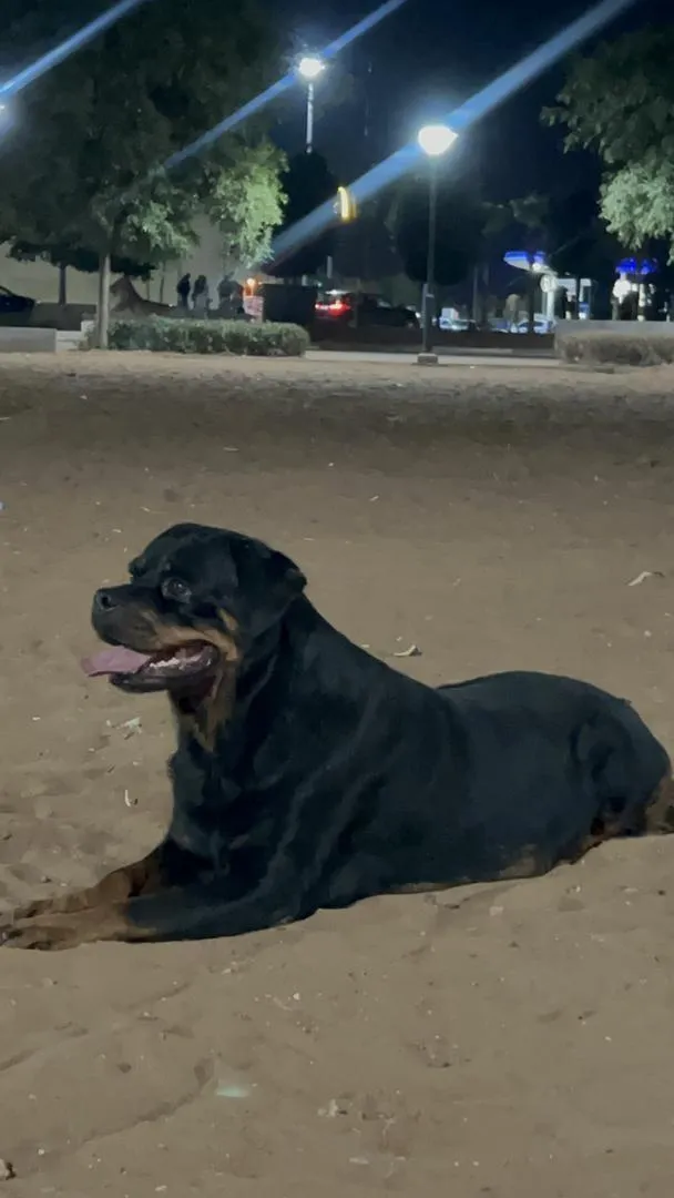 Femelle rottweiler pedigree