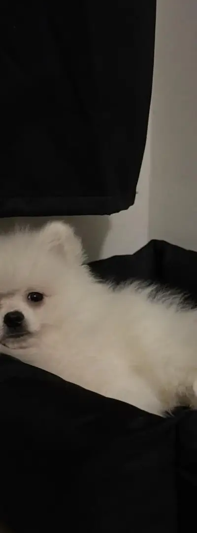 Pomeranian de 5 mois vacciné à vendre 🤍
